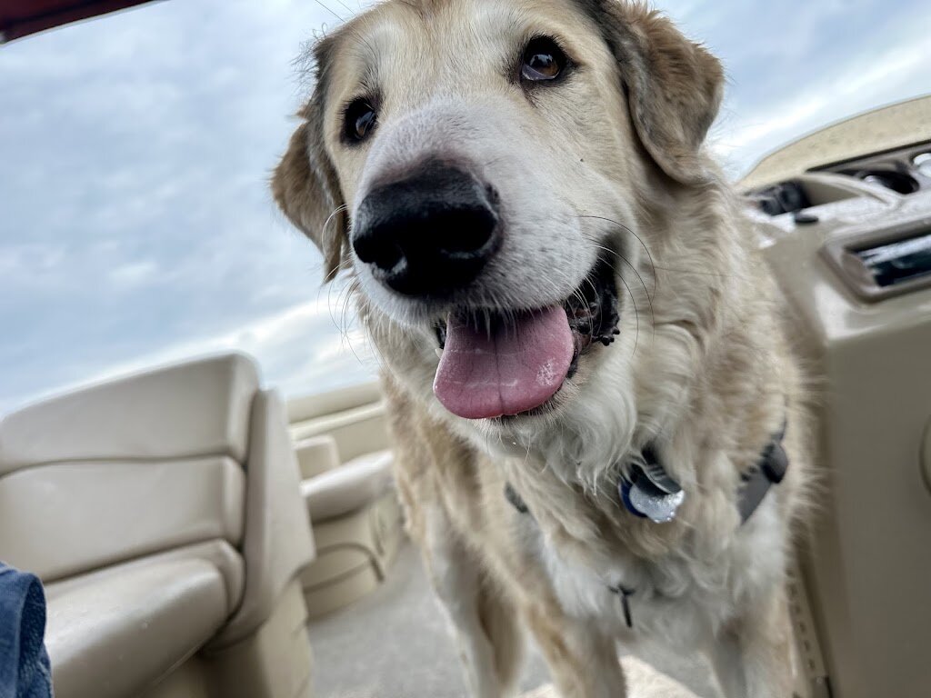 Lucky Mutts Rescue Adoption Center in New Berlin, WI