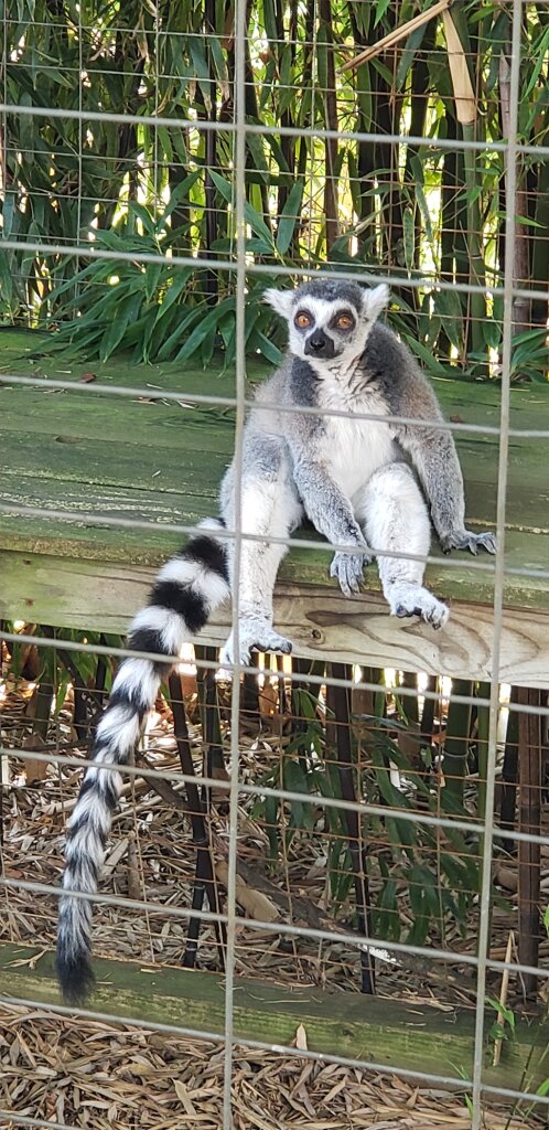 Luray Zoo-A Rescue Zoo in Luray, VA