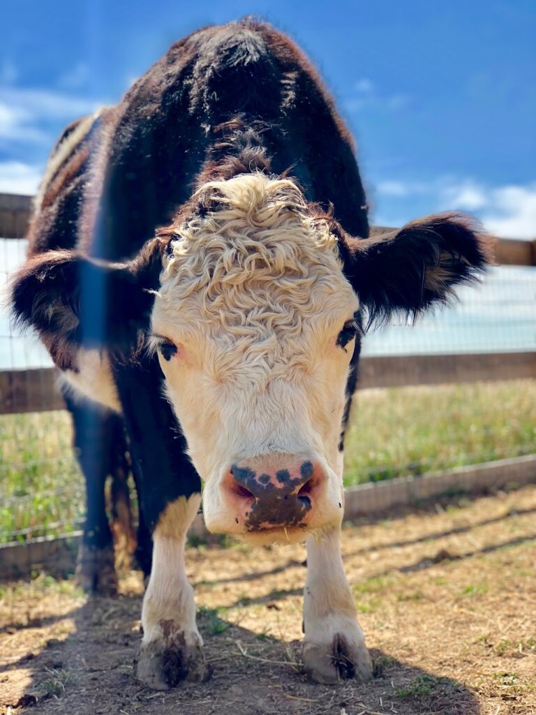 Luvin Arms Animal Sanctuary animal shelter in Erie, CO
