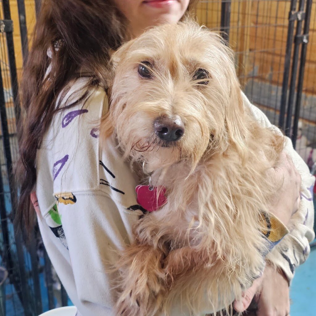 Luvin Pawz Rescue Inc. in Goltry, OK
