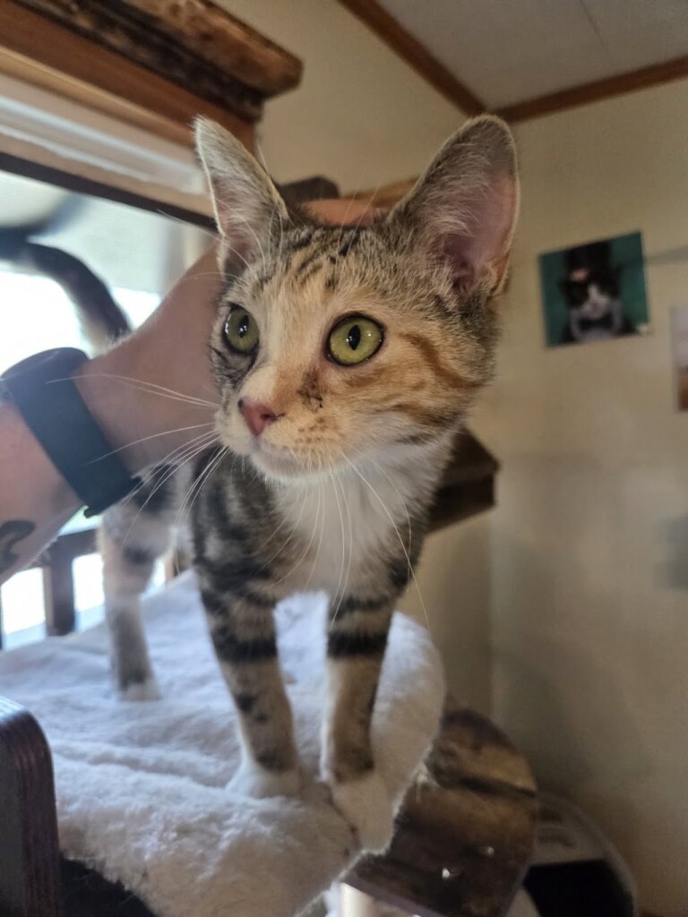 Maddox and Friends Cat Rescue animal shelter in Conneaut, OH