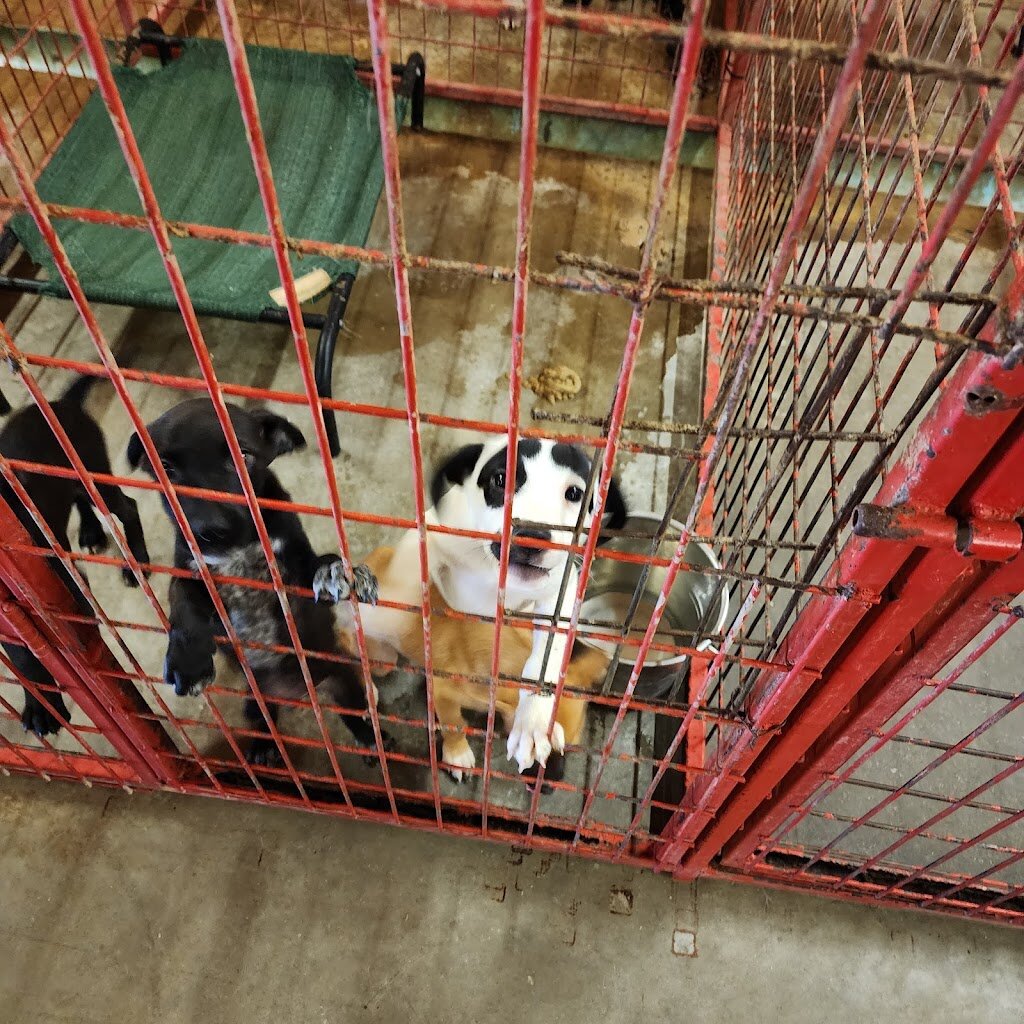 Madill Animal Shelter in Madill, OK