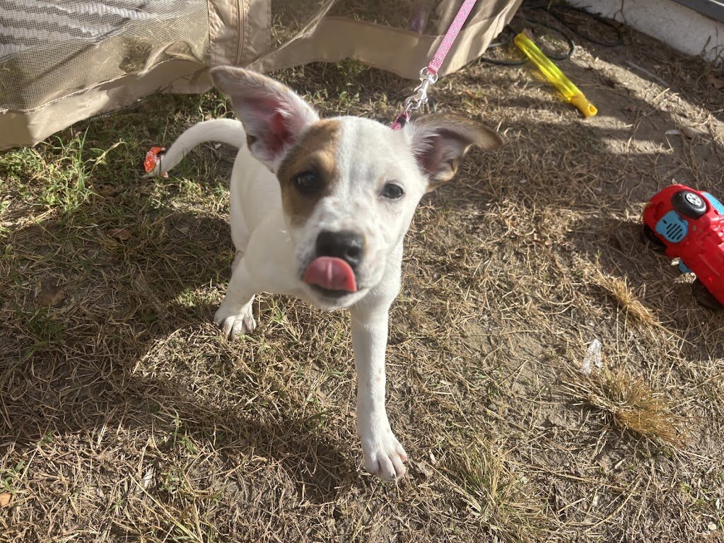 Madison County Animal Shelter in Madison, VA