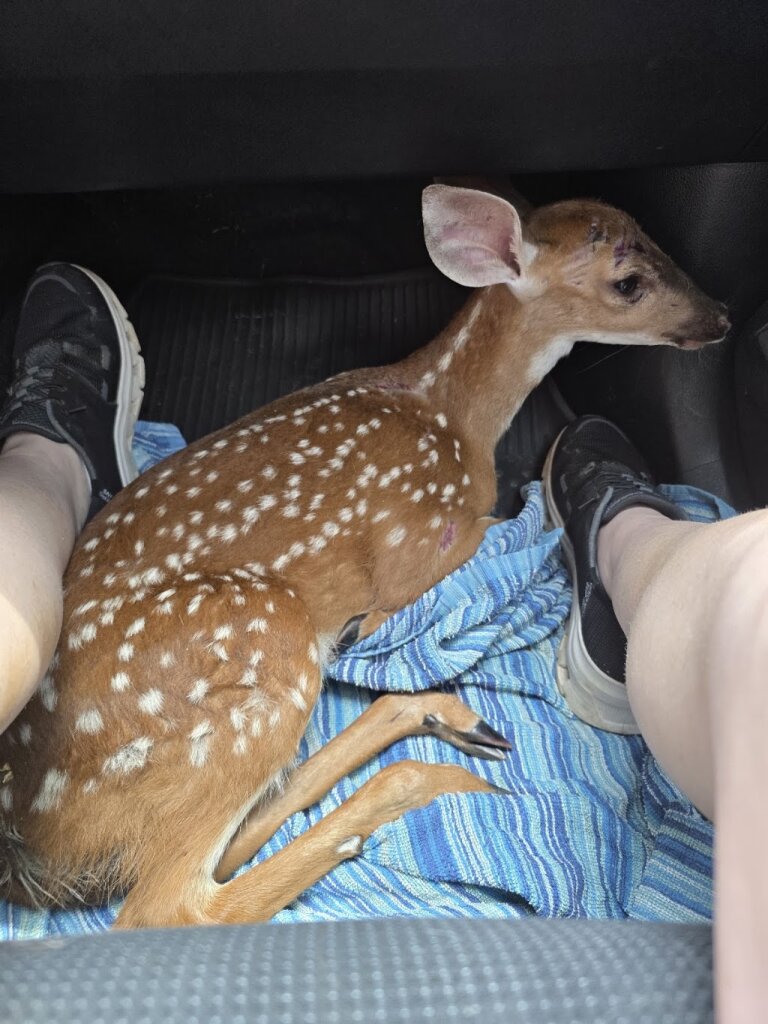 Magnolia Fawn Rescue in Gray Court, SC