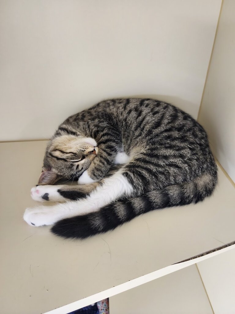 Manistee County Humane Society animal shelter in Manistee, MI