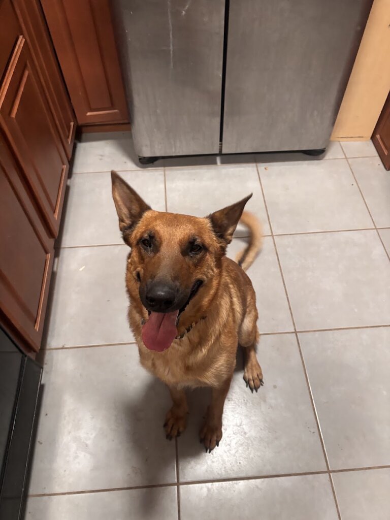 Mans Best Friend LLC. -Dog Rescue- in Tonopah, AZ