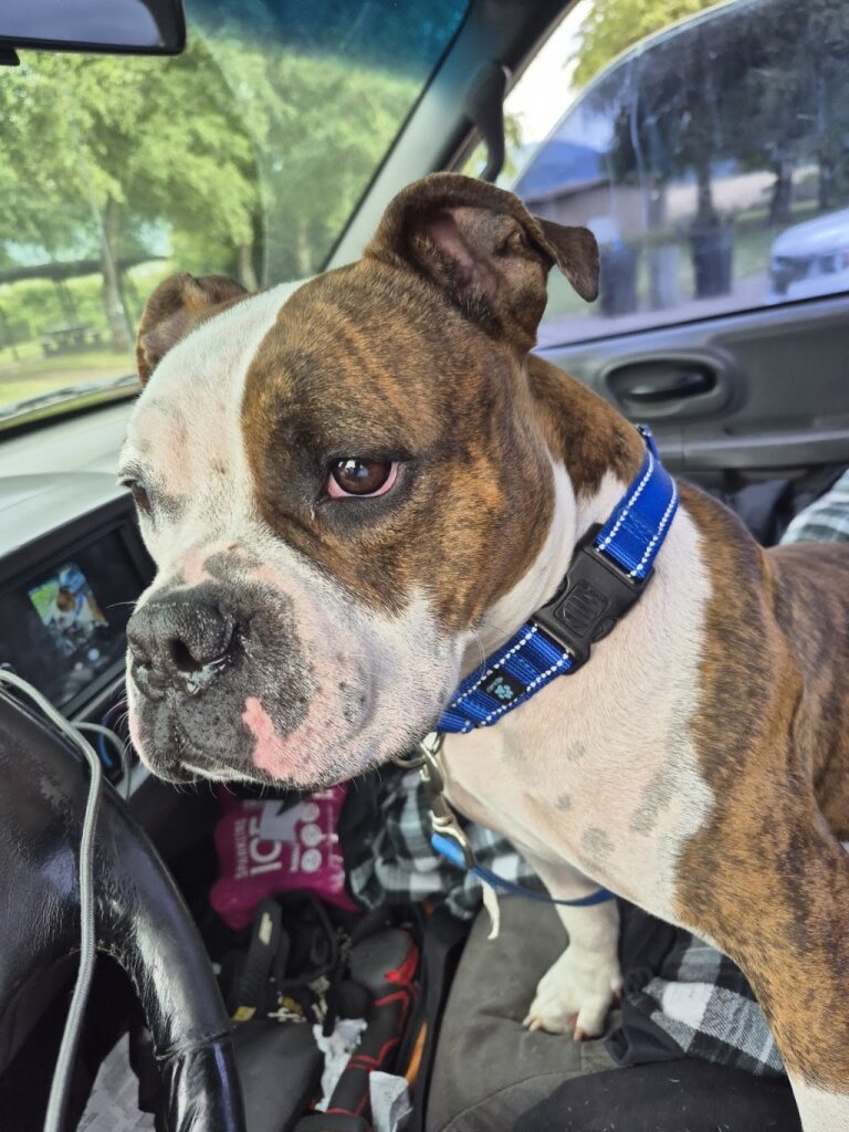 Many Miles Home Rescue in Veneta, OR