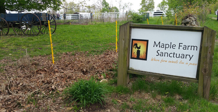 Maple Farm Sanctuary animal shelter in Mendon, MA