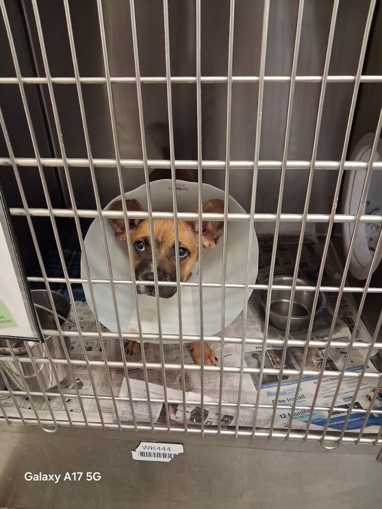 Maricopa County Animal Care and Control - West Valley Shelter in Phoenix, AZ