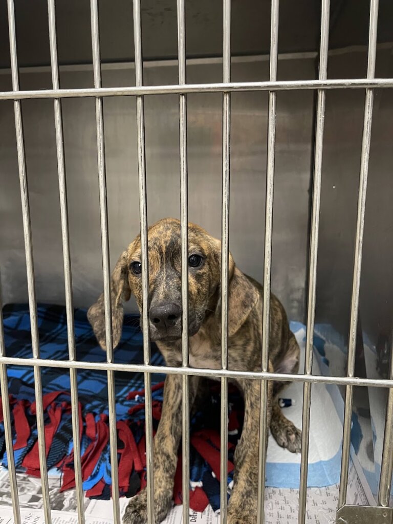 Marshall Pet Adoption Center animal shelter in Marshall, TX