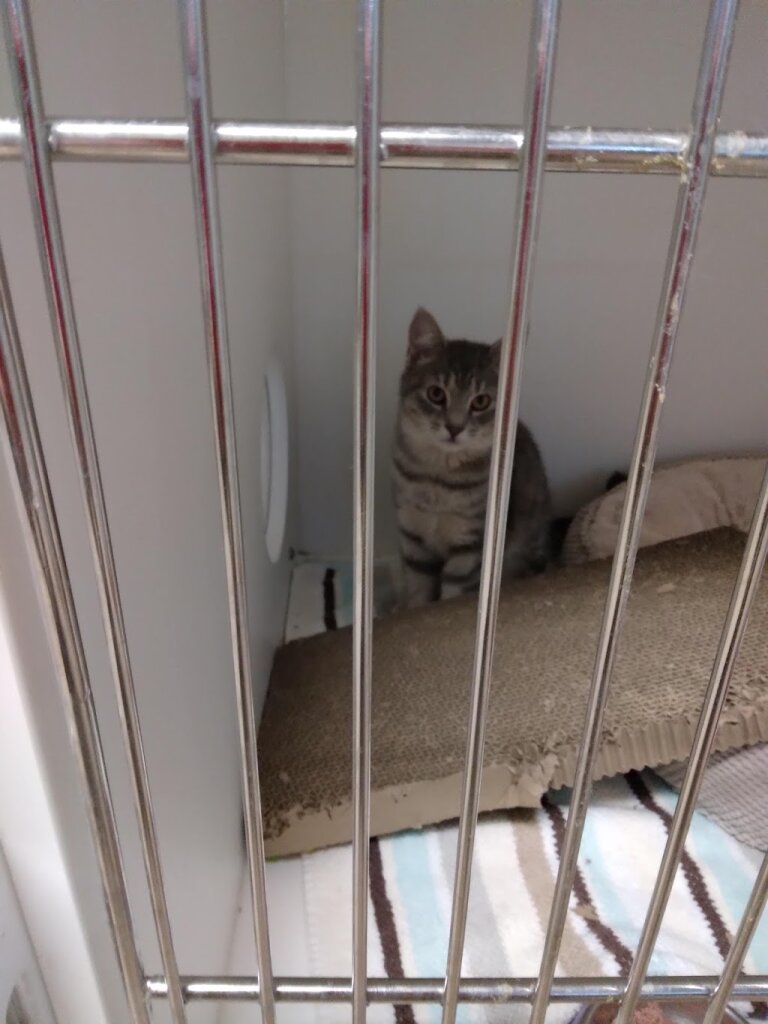 Marshfield Animal Shelter in Marshfield, MA