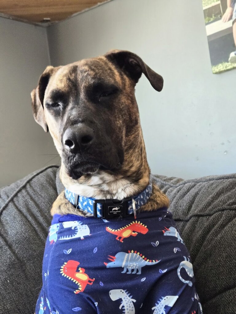 Mary's Dogs Rescue & Adoption in Northwood, NH