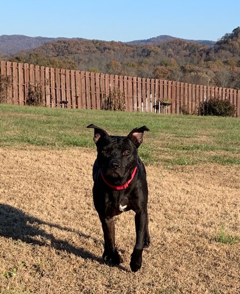 Maryville Animal Shelter in Maryville, TN