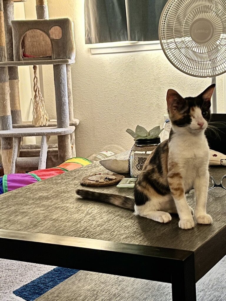 Maui Cat Rescue animal shelter in Kahului, HI