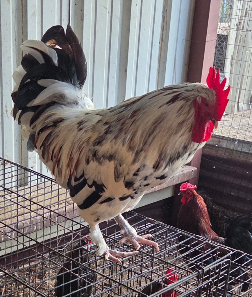 McCann Rescue Farm in Dayton, TX
