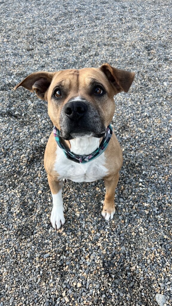 McDowell County Animal Shelter in Marion, NC