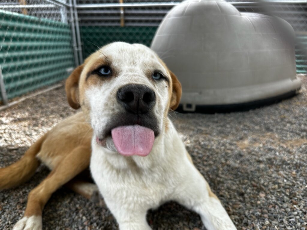 McKinley County Humane Society 501c3 animal shelter in Gallup, NM