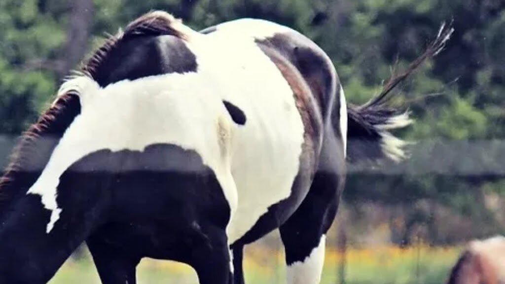 Meadow Haven Horse Rescue and Sanctuary in Smiley, TX
