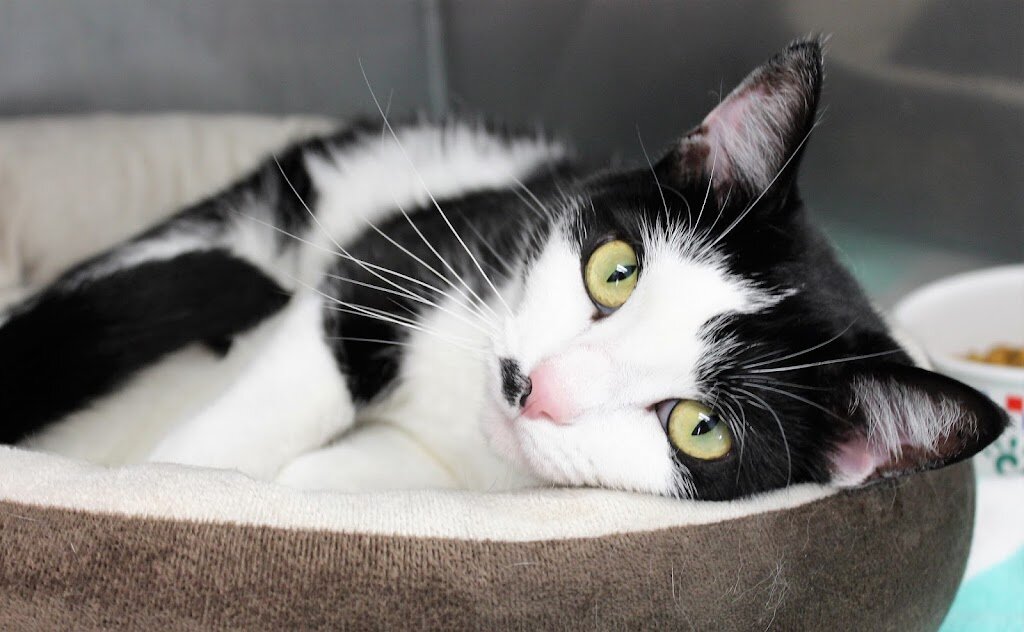 Medfield Animal Shelter in Medfield, MA
