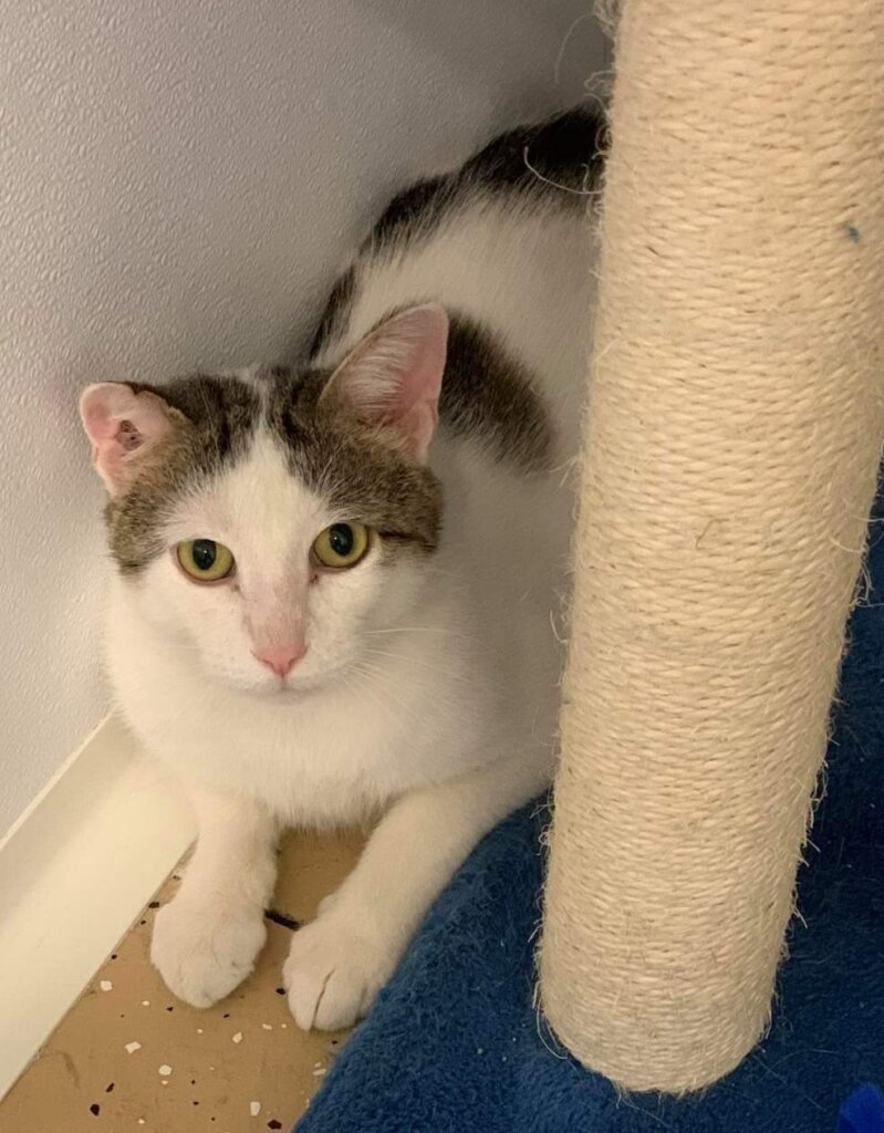 Medina County SPCA animal shelter in Seville, OH