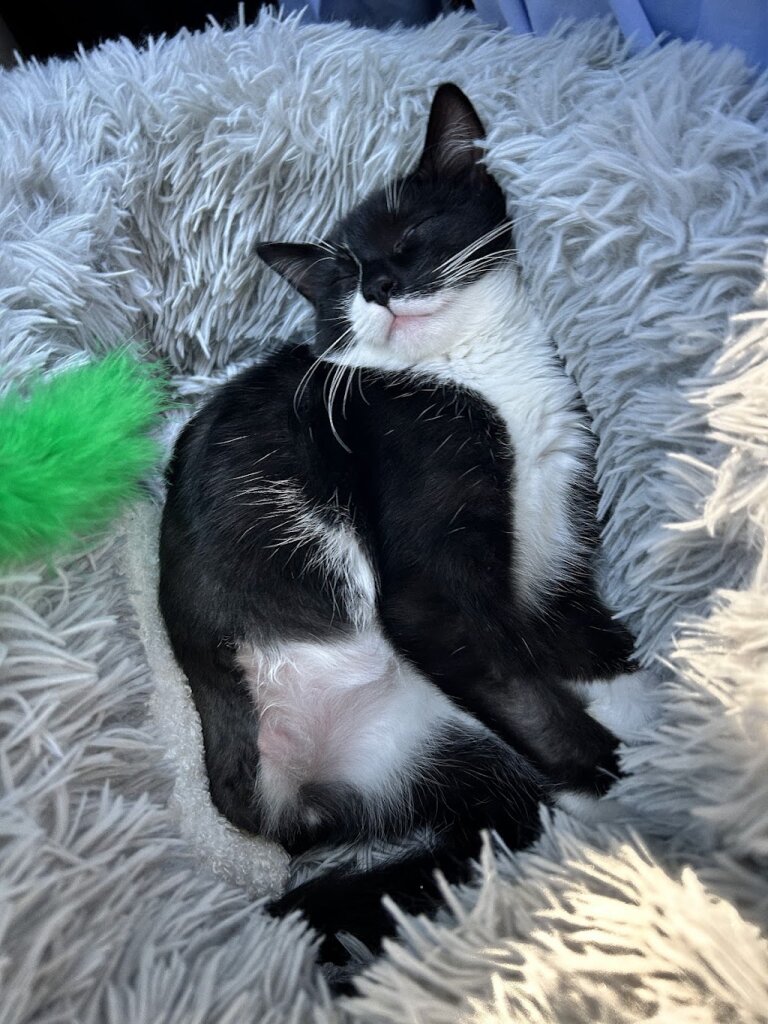Mending Hearts Animal Rescue in Hollidaysburg, PA