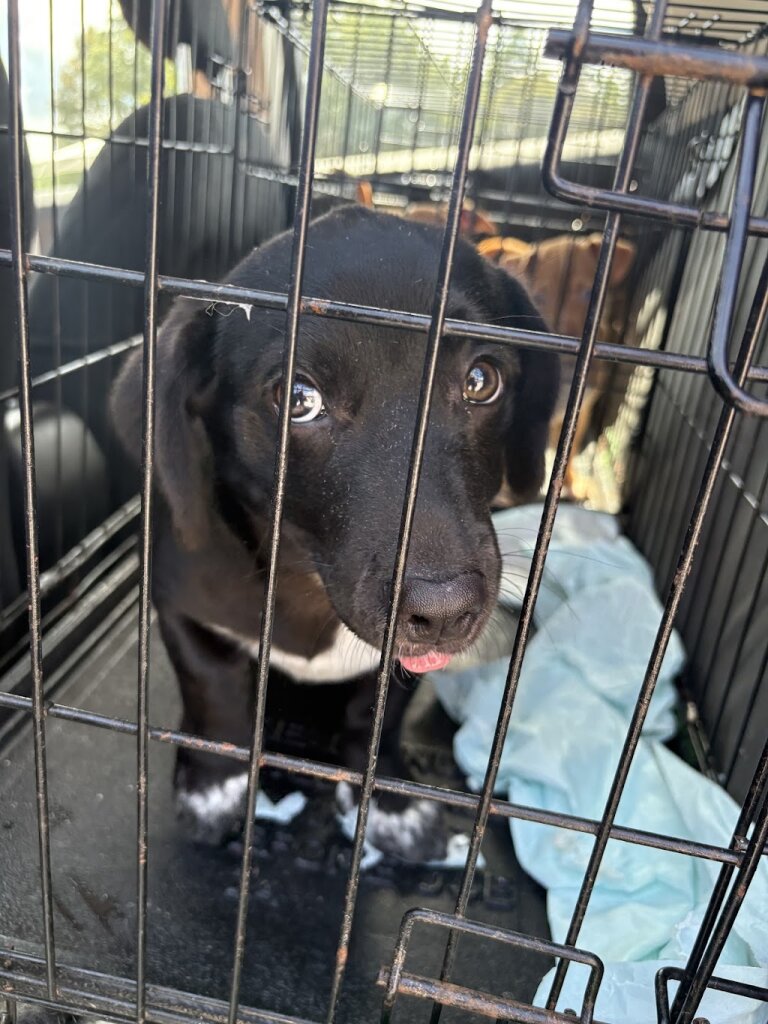 Mercer County Animal Shelter in Princeton, WV