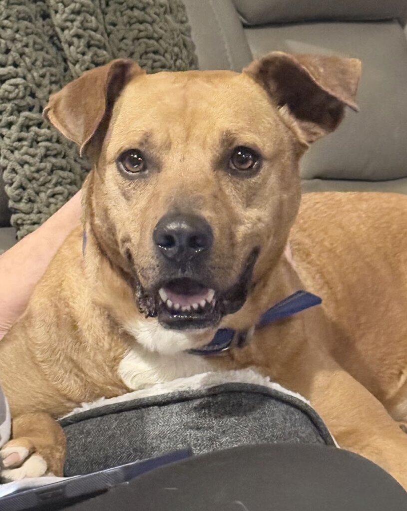 Mercer humane society in Princeton, WV