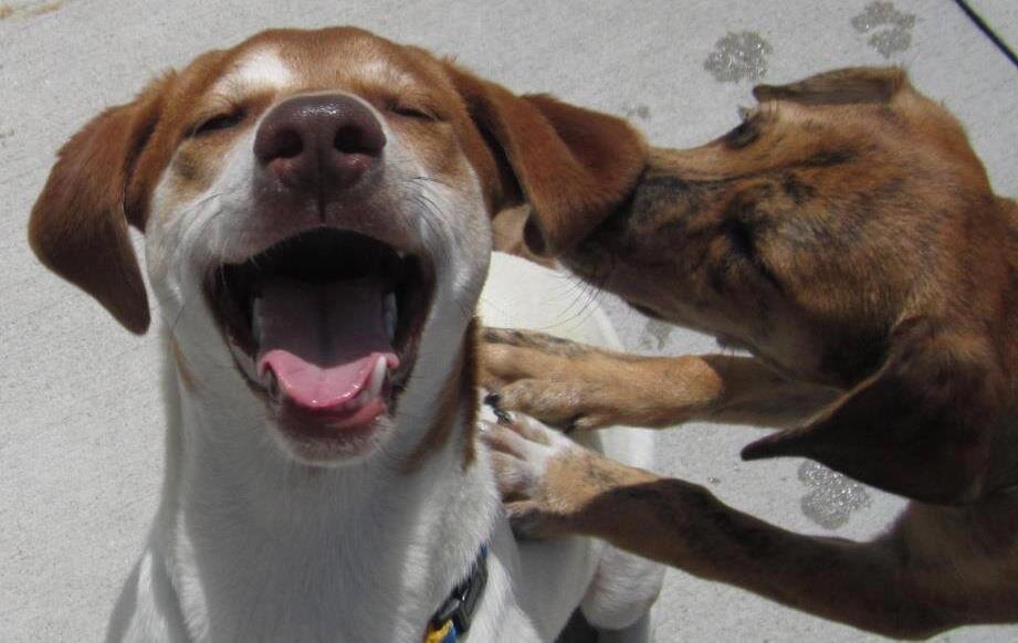 Michigan Animal Rescue League in Pontiac, MI