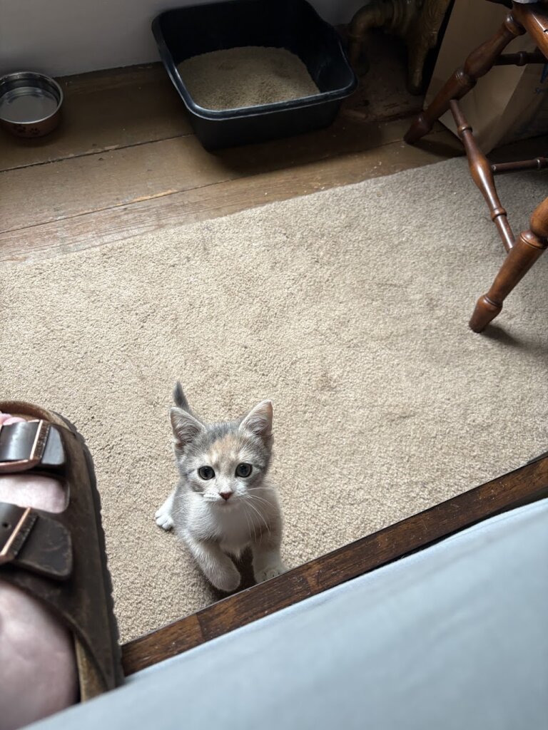 Midcoast Humane animal shelter in Brunswick, ME