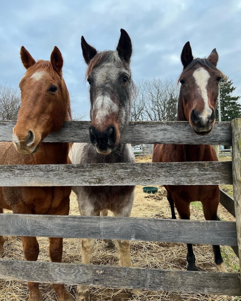 Middle Ridge Animal Rescue in Middletown, MD