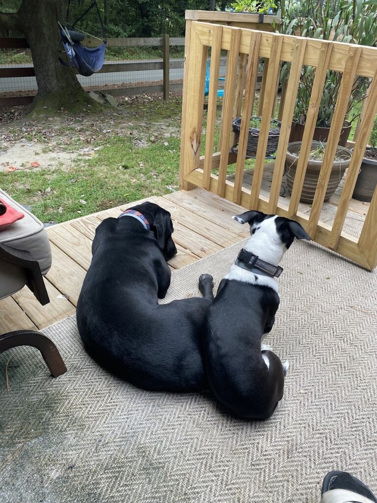 Middlesex Co Animal Shelter in Saluda, VA