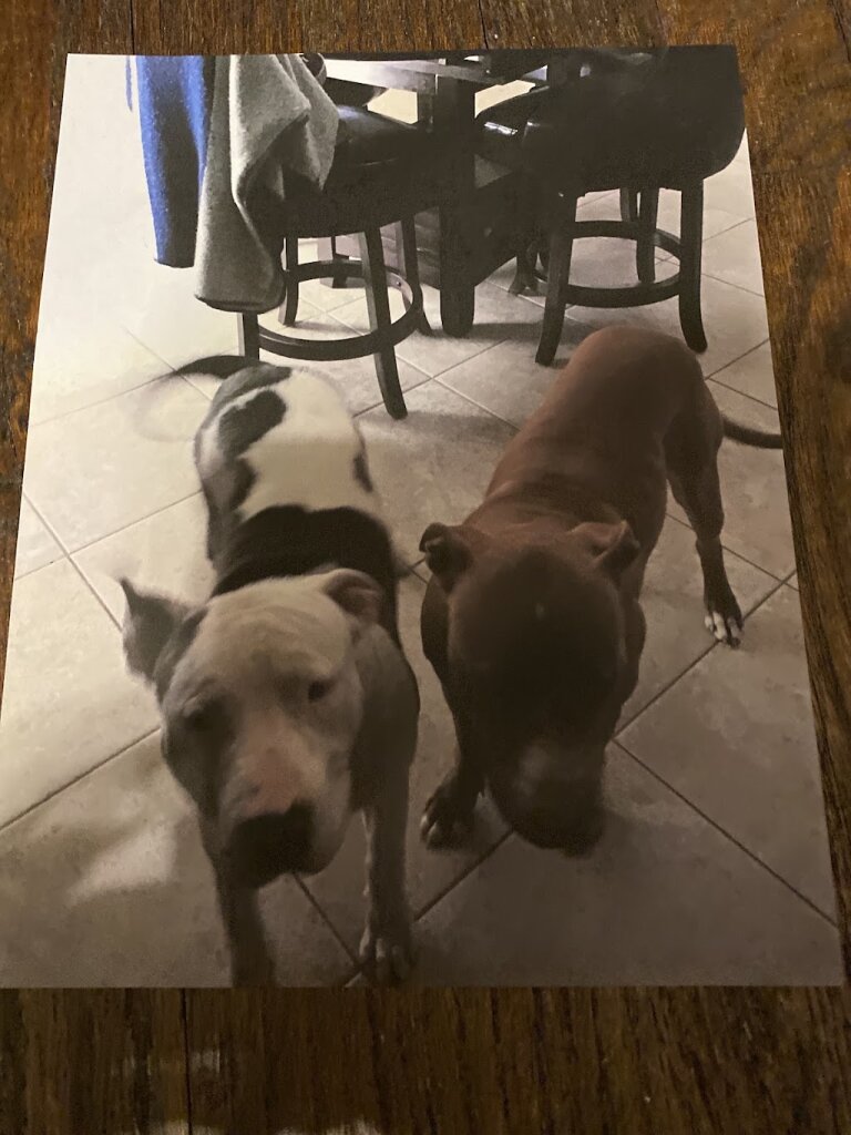 Midlothian Animal Shelter in Midlothian, TX