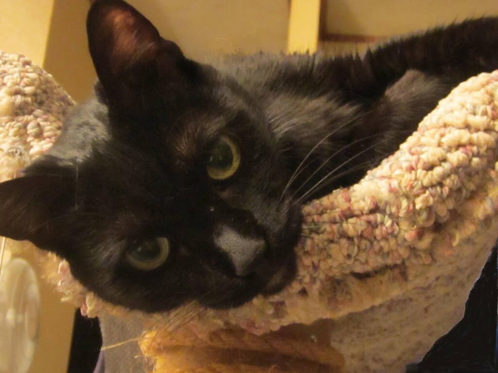 Milford Humane Society in Milford, MA