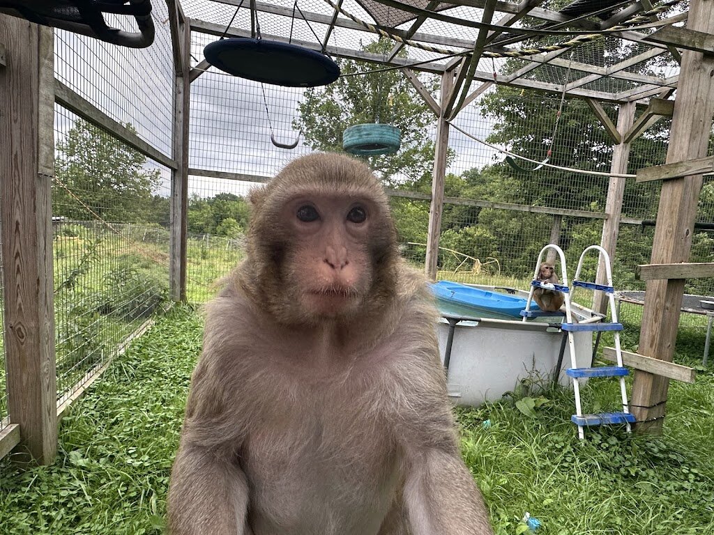 Misfitland Monkey Rescue in Moscow, OH