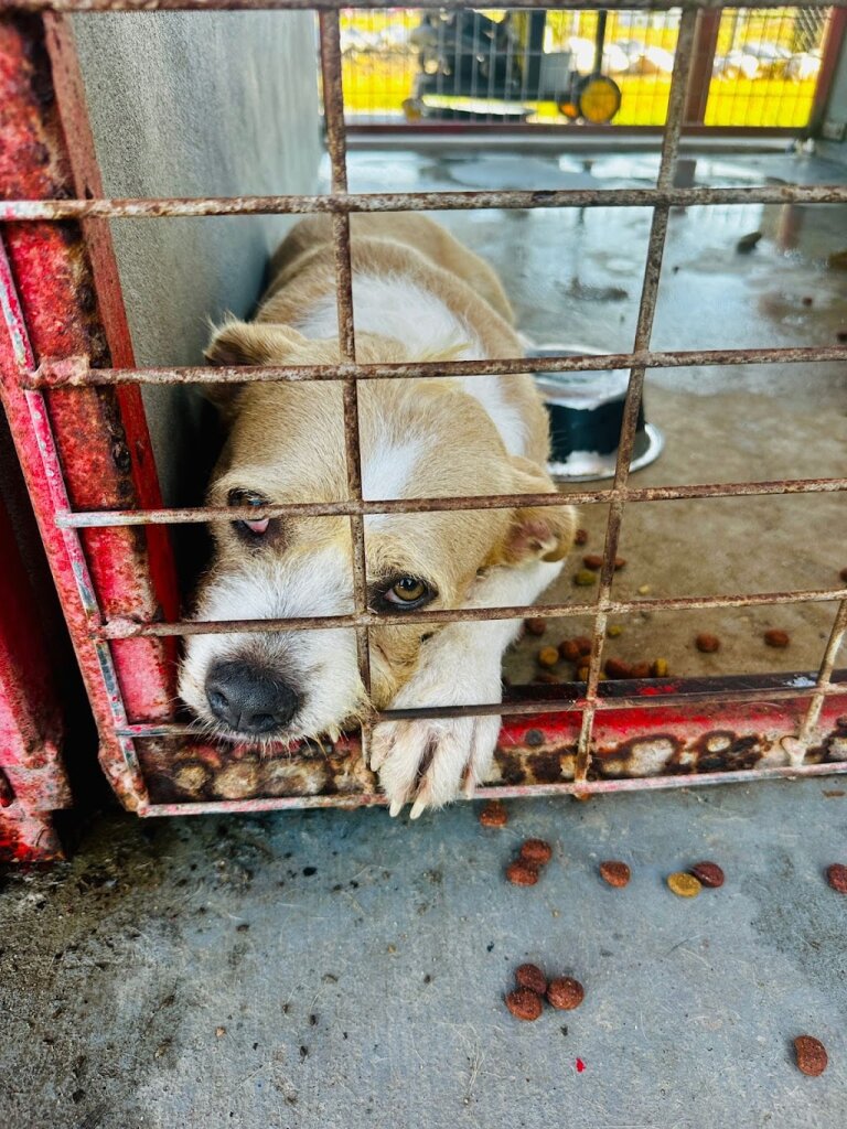Mission Animal Shelter in Mission, TX