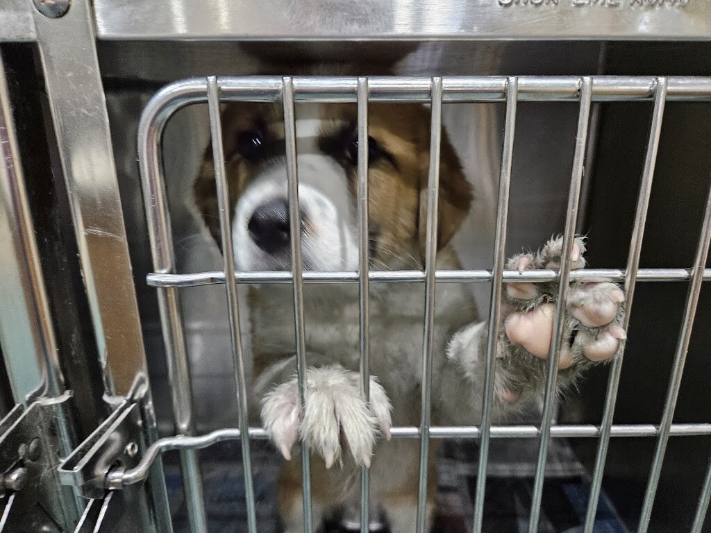 Mississippi Animal Rescue animal shelter in Jackson, MS