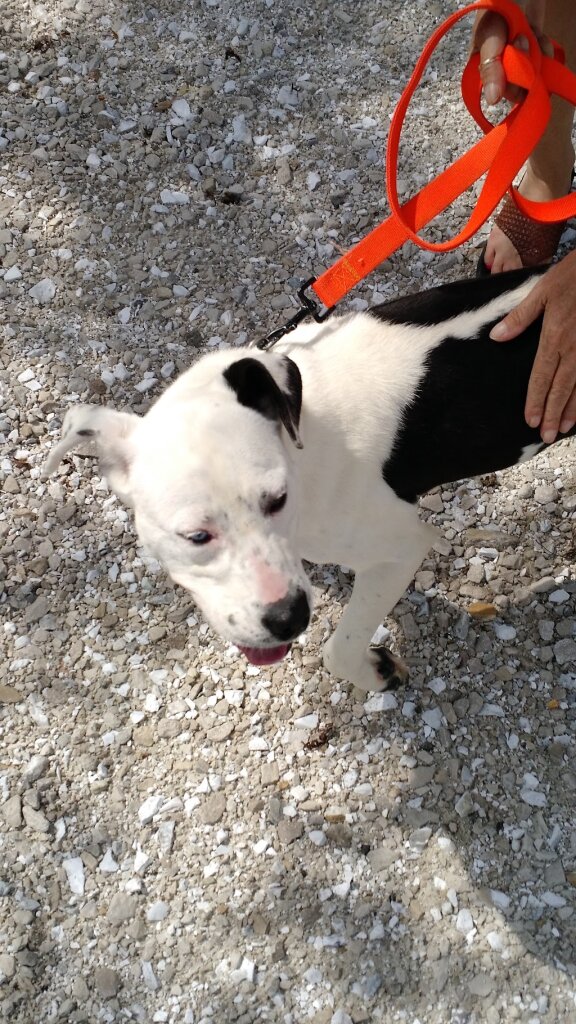 Moberly animal shelter in Moberly, MO