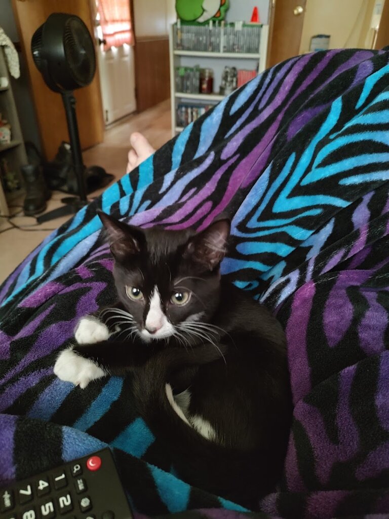 Monadnock Kitty Rescue & Adoption in Jaffrey, NH