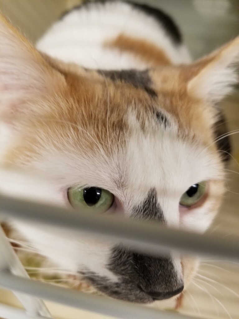 Mondak Animal Rescue animal shelter in Williston, ND