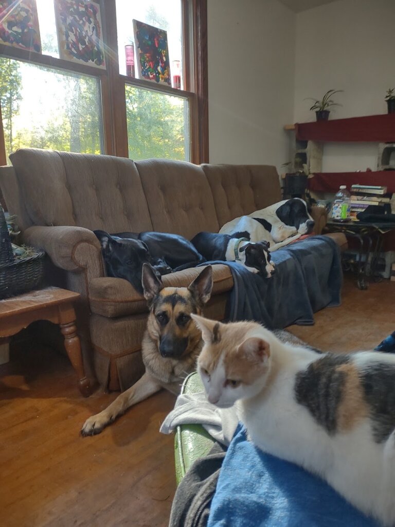 Monroe County Animal Shelter in Sparta, WI