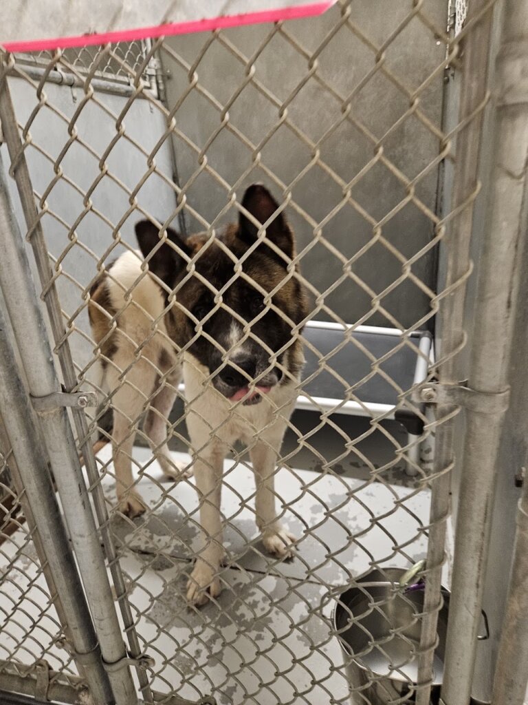 Montgomery County Animal Shelter in Conroe, TX