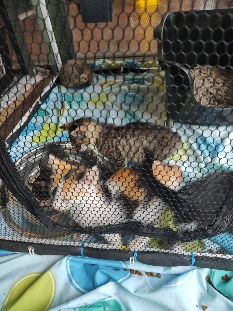 Montgomery County SPCA animal shelter in Conshohocken, PA