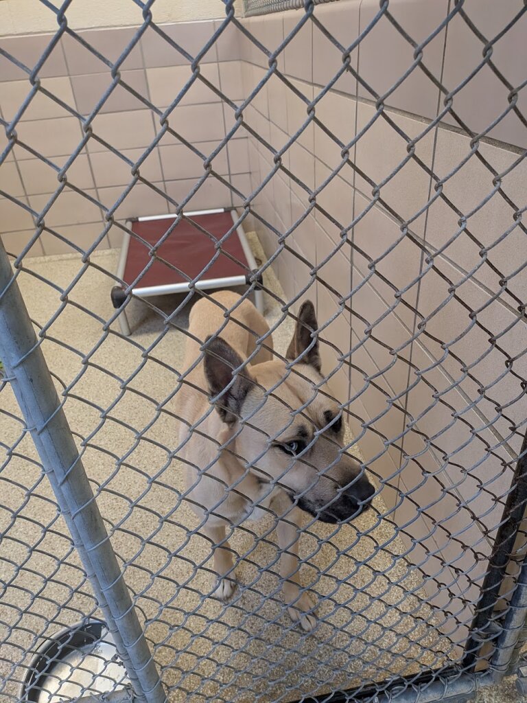 Montgomery County SPCA animal shelter in Perkiomenville, PA