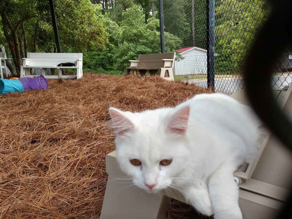 Moore Humane Society animal shelter in Carthage, NC