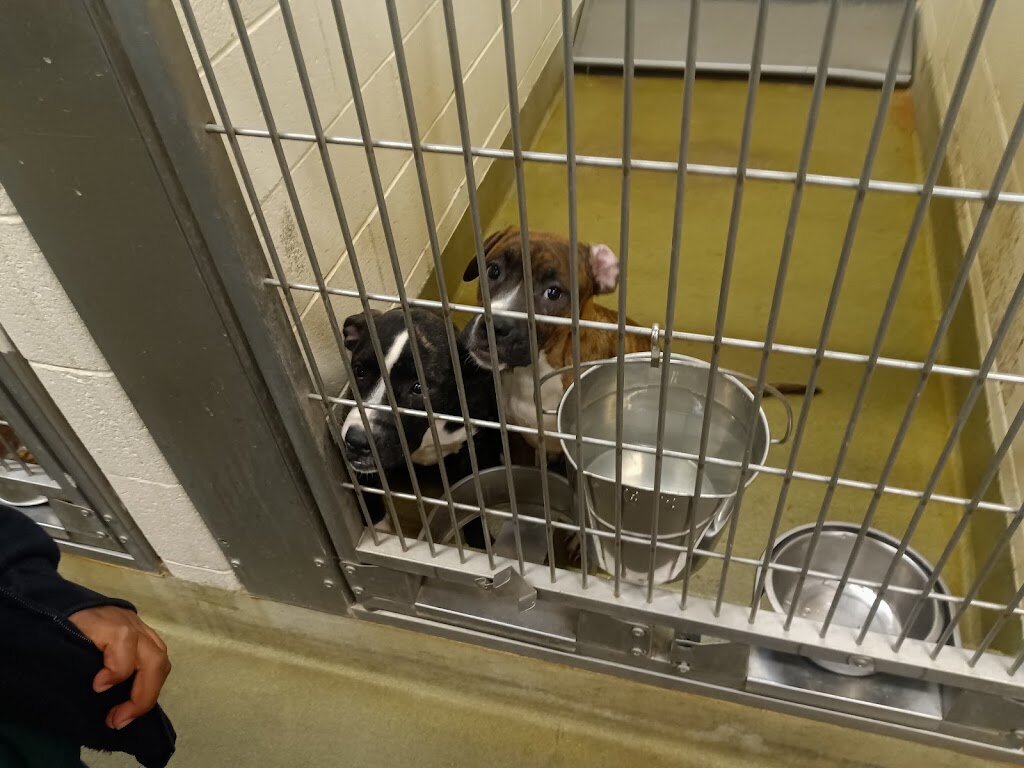 Moreno Valley Animal Shelter in Moreno Valley, CA