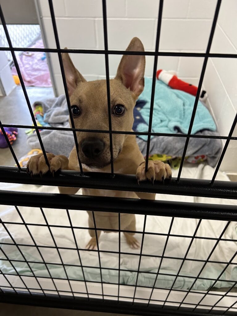 Mostly Mutts Animal Rescue animal shelter in Camas, WA