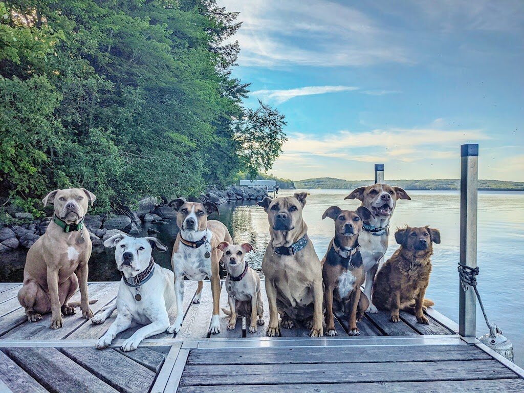 Motley Mutts Rescue animal shelter in Hooksett, NH