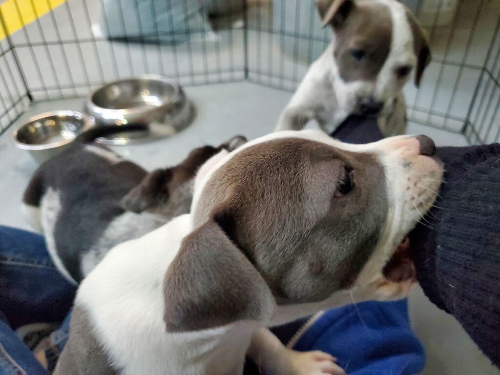 Mountainair Animal Control Shelter in Mountainair, NM