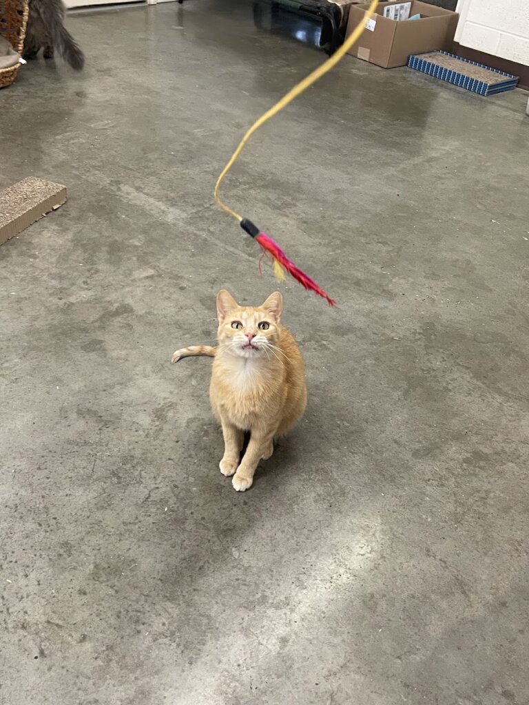 Moyer Animal Shelter in Powell, WY