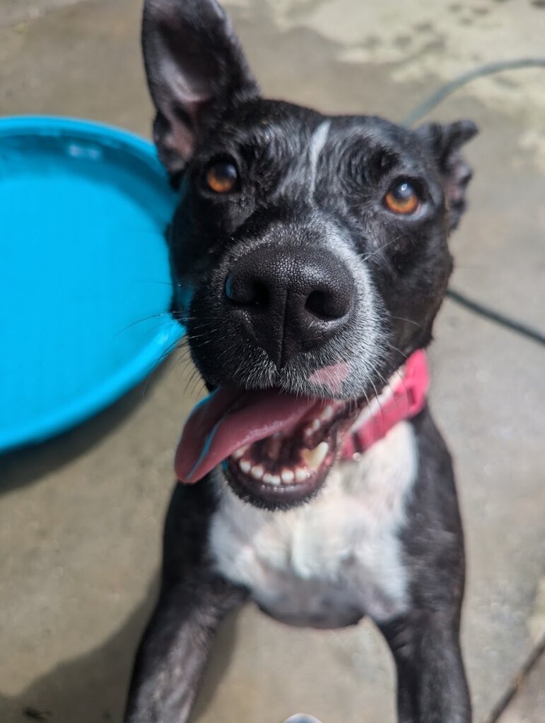 Mt. Pleasant Animal Shelter in East Hanover, NJ